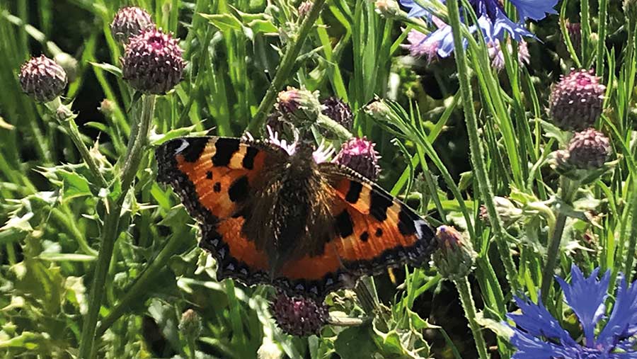 Cornflowers and butterfly