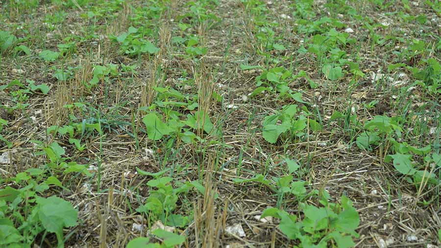 cover crop