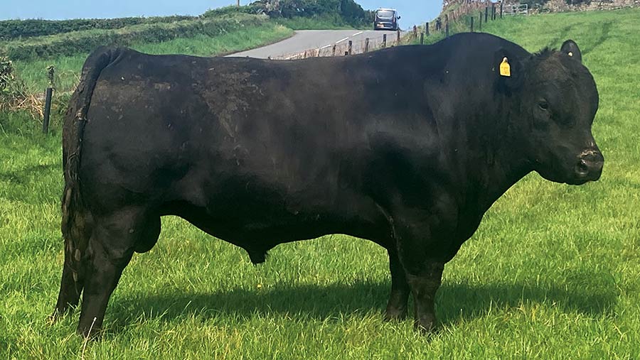 The Beef Cattle Health and Nutrition Podcast