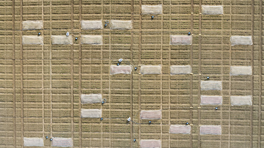 Aerial view of heated crop trial plots