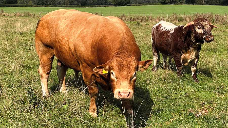 Limousin bull in field