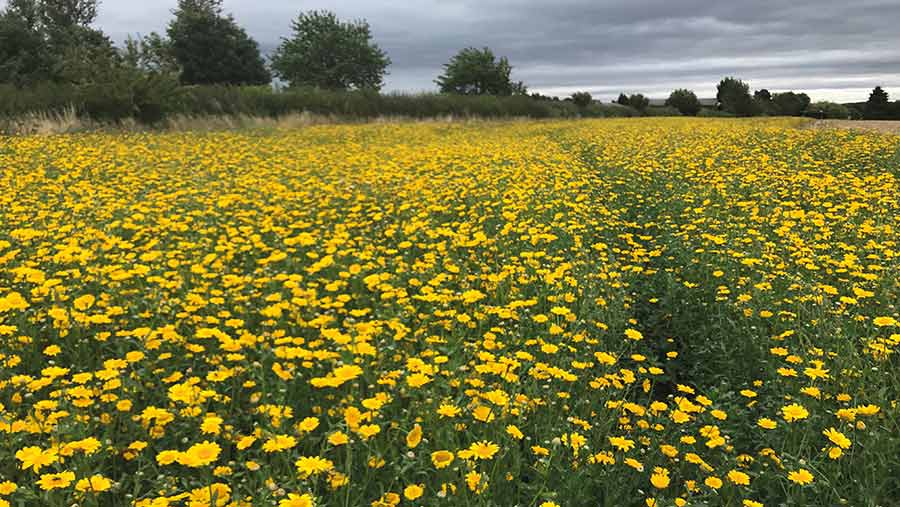 field of marigolds