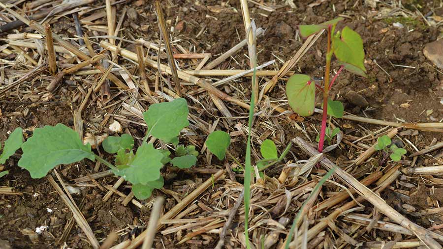 OSR with buckwheat