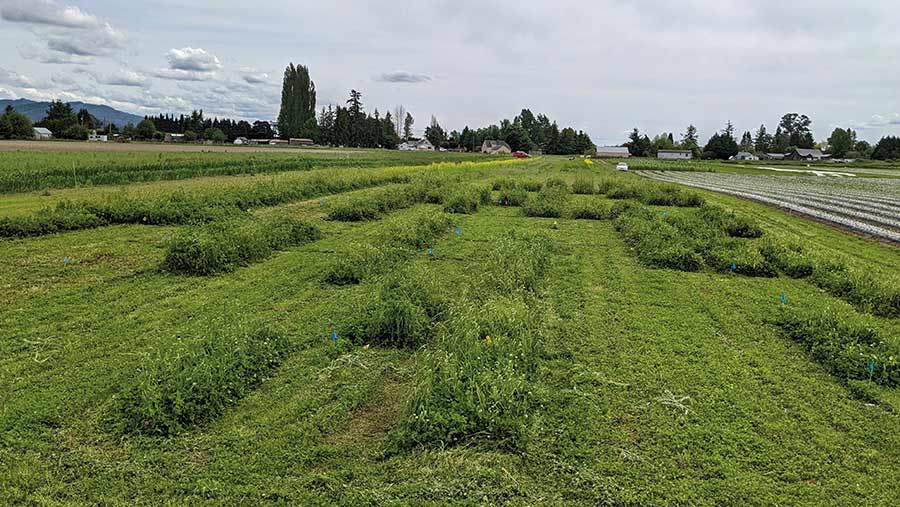 Second year regrowth of organic large-seeded perennial breeding nursery with a clover undergrowth