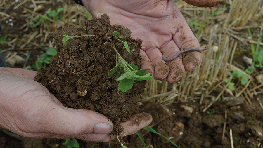 quality soil