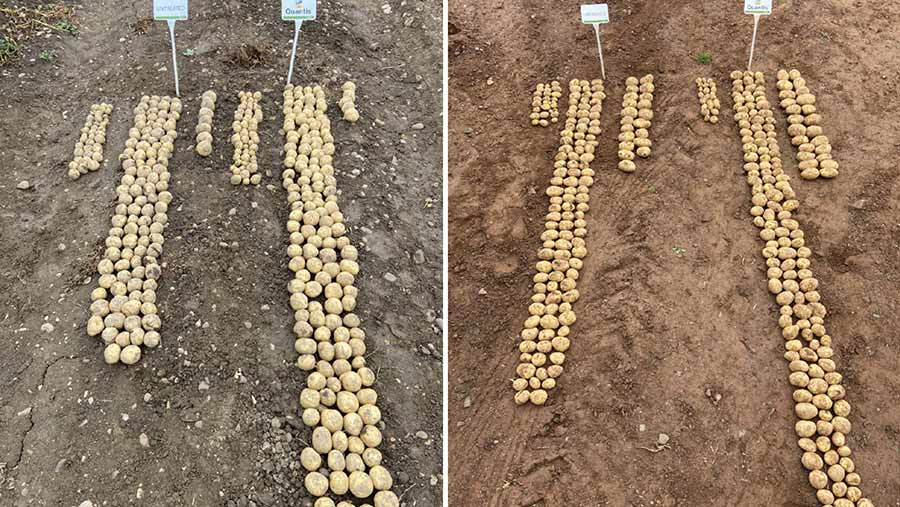 Quantis trial first dig versus untreated potatoes © Syngenta
