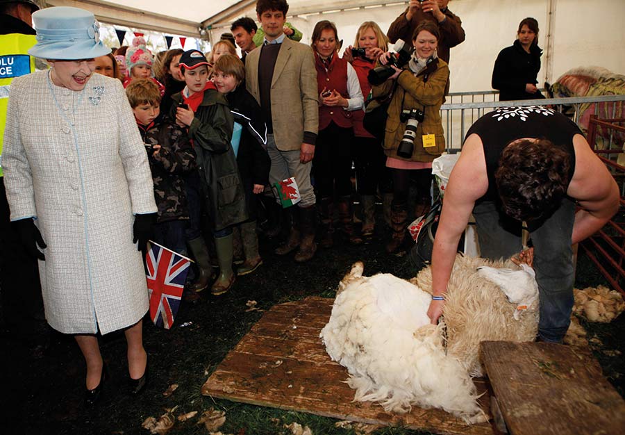 The queen watches a man shearing a sheep