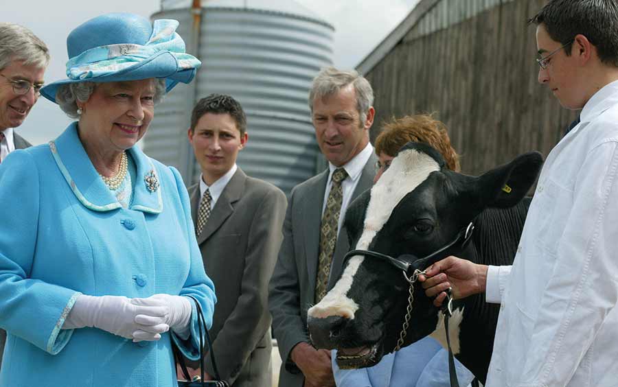 The queen with a Holstein cow