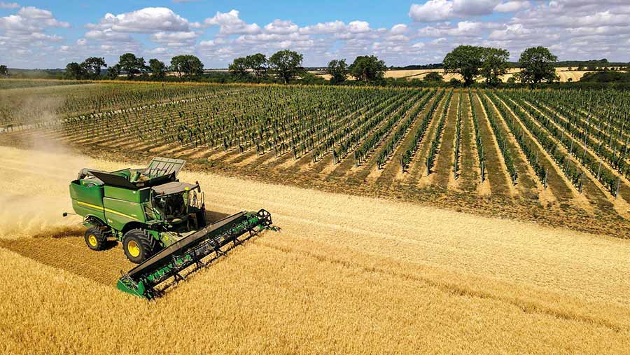 Combine in a wheat field with rows of vines behind