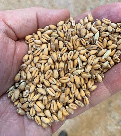 Sample of the blended organic wheat