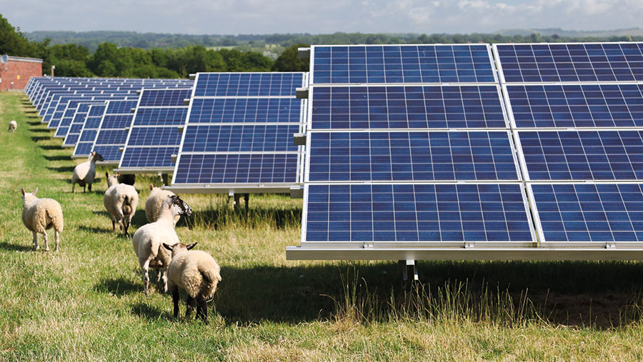Sheep grazing among the solar panels