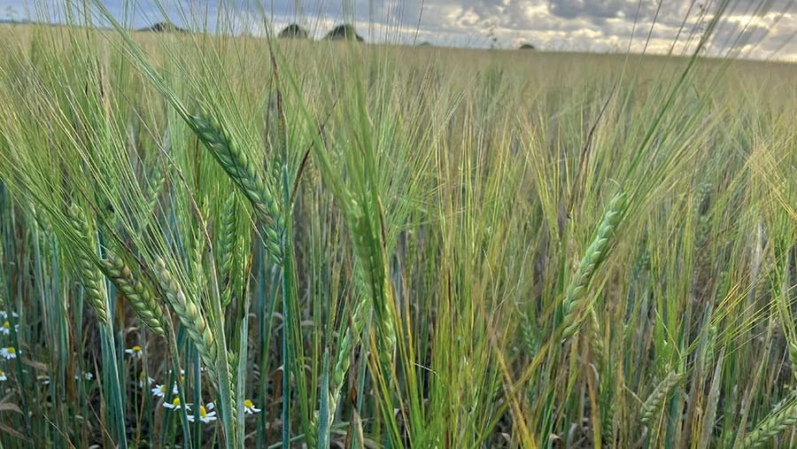 summer barley 