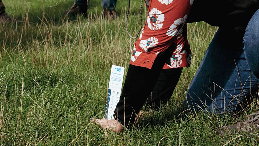 Sward stick to measure height of grass