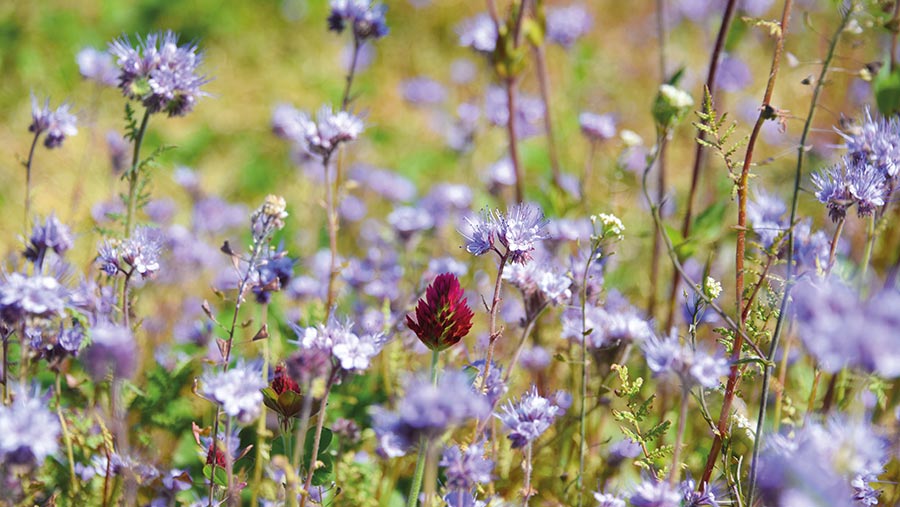 wildflower meadow