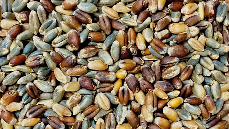 Seeds from Breadlab’s Climate Blend population showing diversity and colour differences © Breadlab
