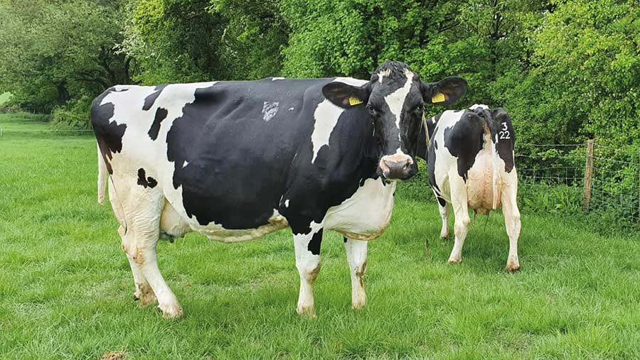 Huddlestone Farm dairy cow and heifer © Keith Gue