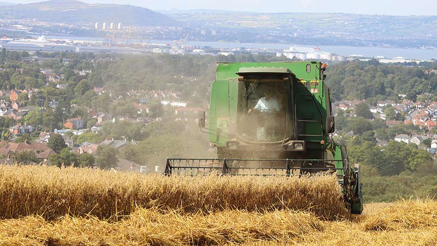 harvesting oats