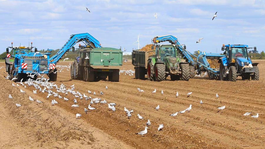 Potato harvest at JS Means Farms near King's Lynn © Mike Means