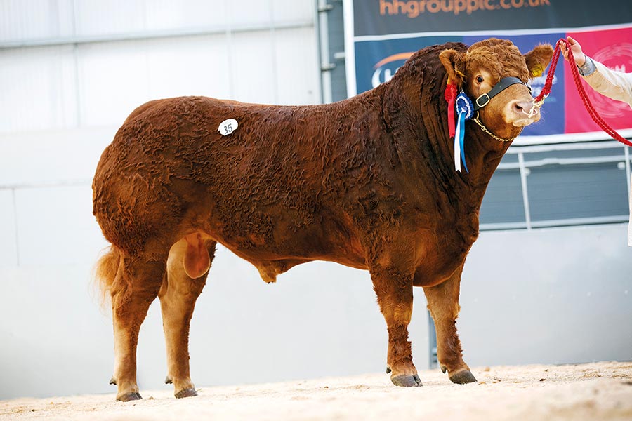Bull at an auction sale