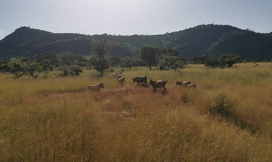 Cattle grazing in long grass