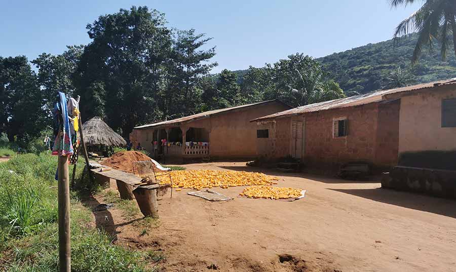 Maize on the ground in a village street