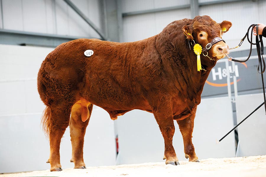 Bull at an auction sale