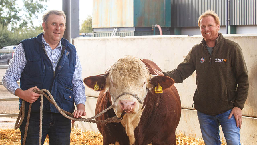 Andrew and James Barnes with Simmental bull