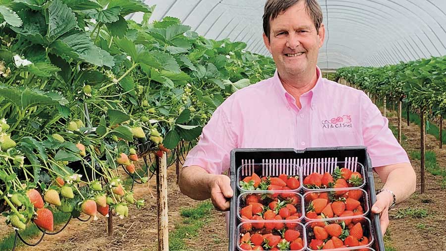 Anthony Snell with early season strawberries