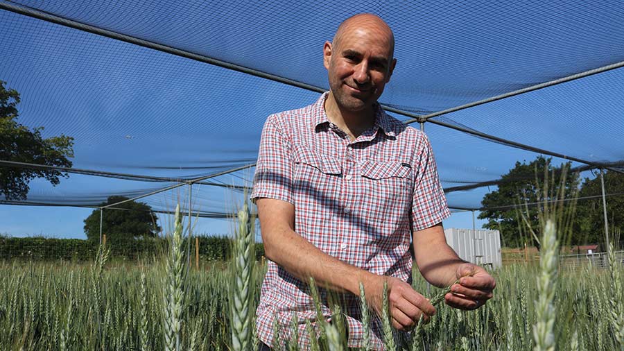 Cristobal Uauy inspecting genetically modified wheat