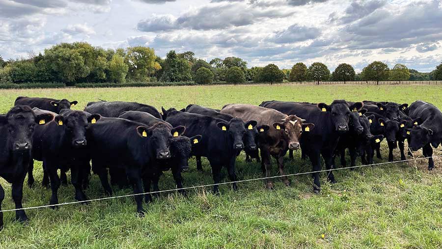 D’Oyleys Farm herd © Hayley Chapman