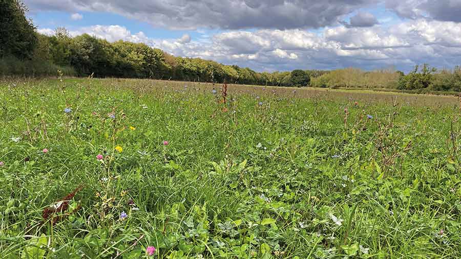 Herbal ley at D'Oyleys Farm