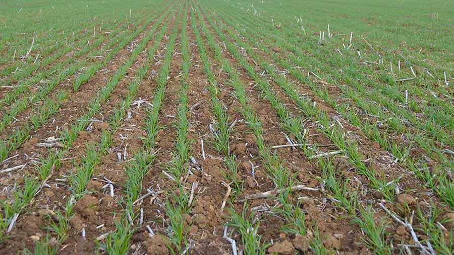 field of emerging Illustrious milling wheat