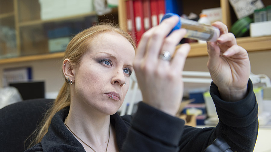 Kelly Jowett inspects a trapped beetle