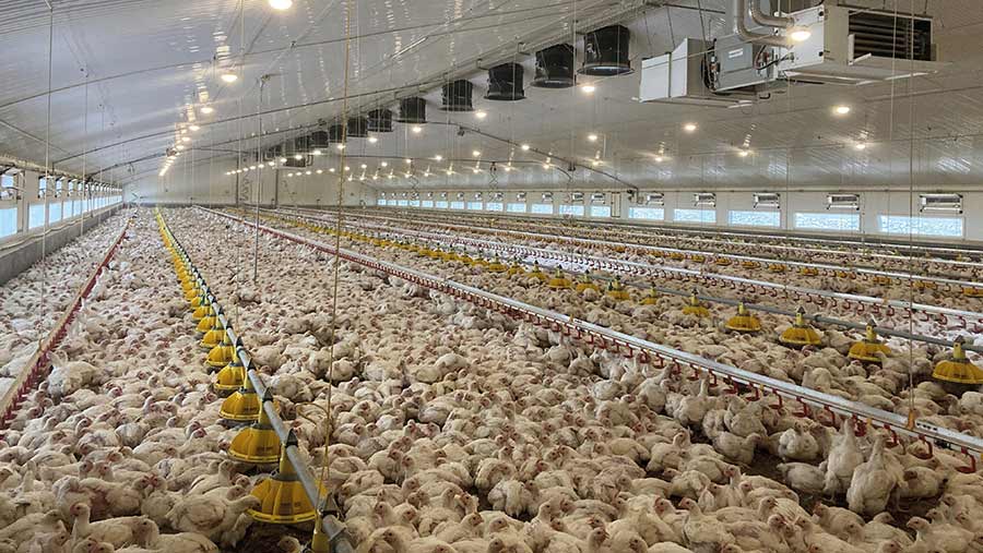 View down a large poultry shed