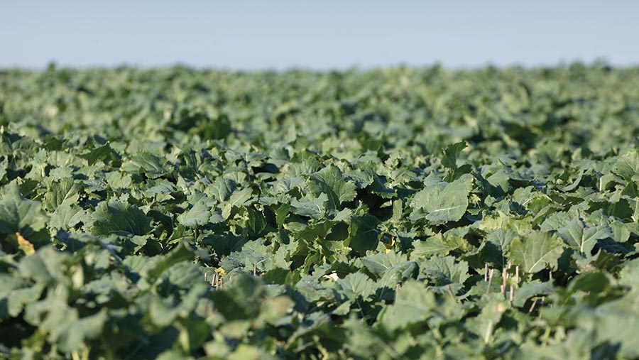 A field of OSR