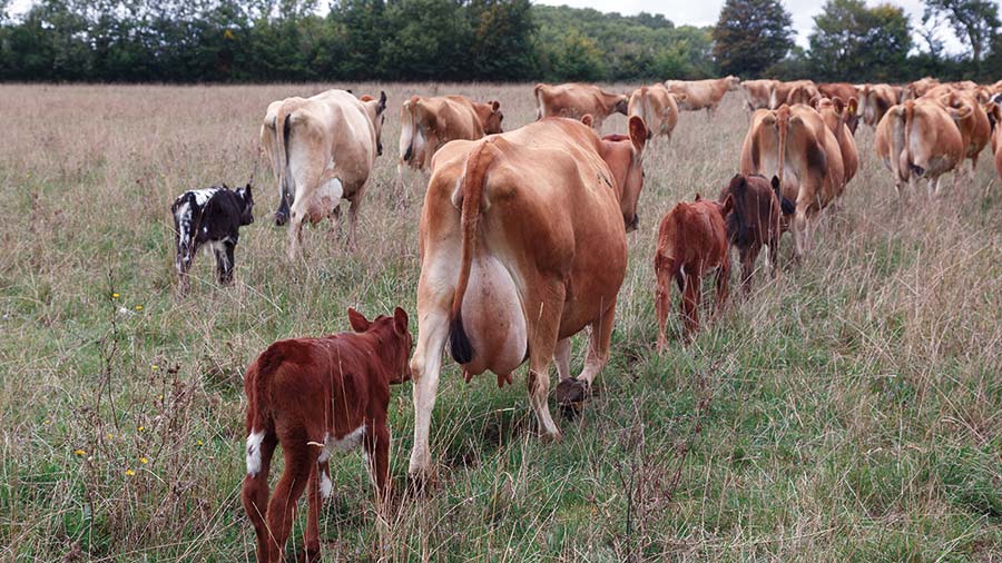 Old Hall Farm's Jersey herd © MAG/Judith Tooth