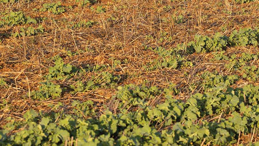 Sparse OSR with bare patches