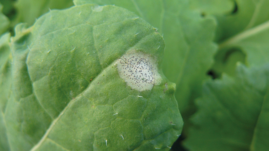 phoma on oilseed rape leaf