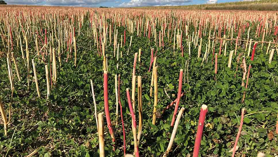 quinoa stubble with white clover cover crop