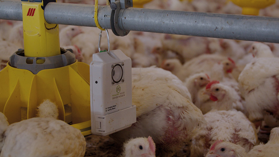 Sensor box hanging in a poultry shed
