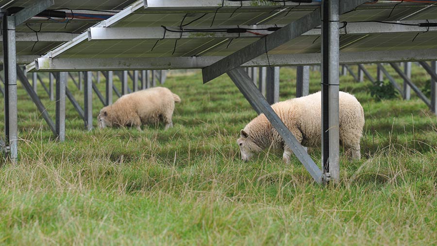moutons paissant sous des panneaux solaires