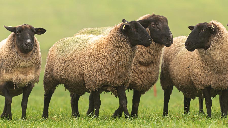 Benefits of winter sheep grazing for silage performance - Farmers Weekly