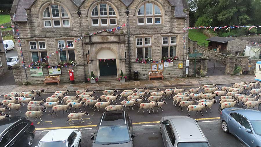 Swaledale sheep in high street