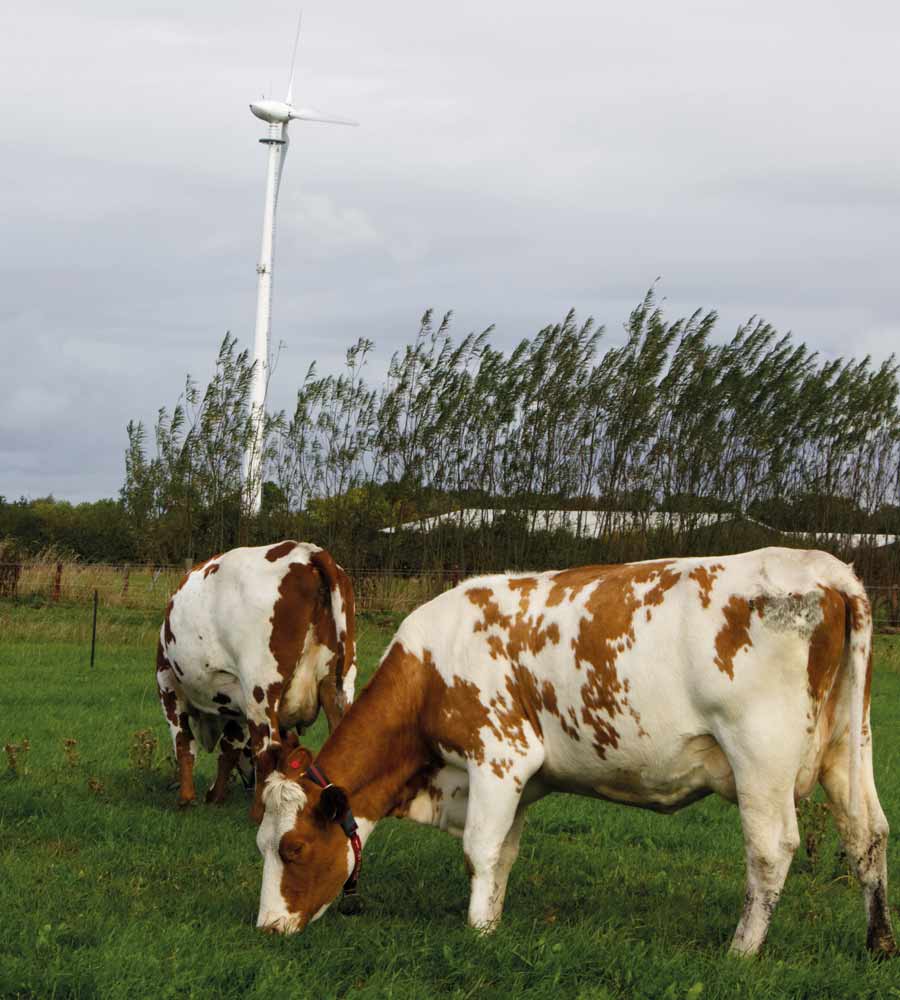 grazing cows with a wind turbine