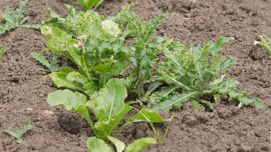 Thistles growing in sugar beet