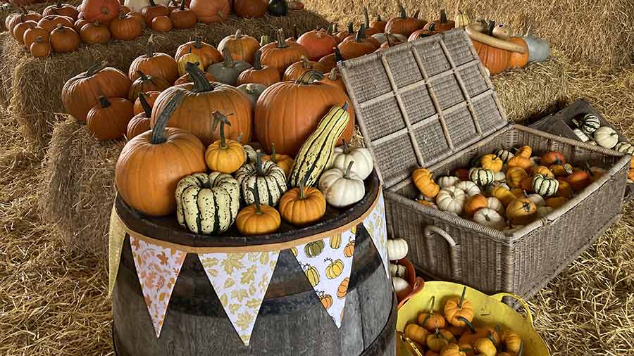 Pumpkin barn filled with pumpkins, squash and gourds