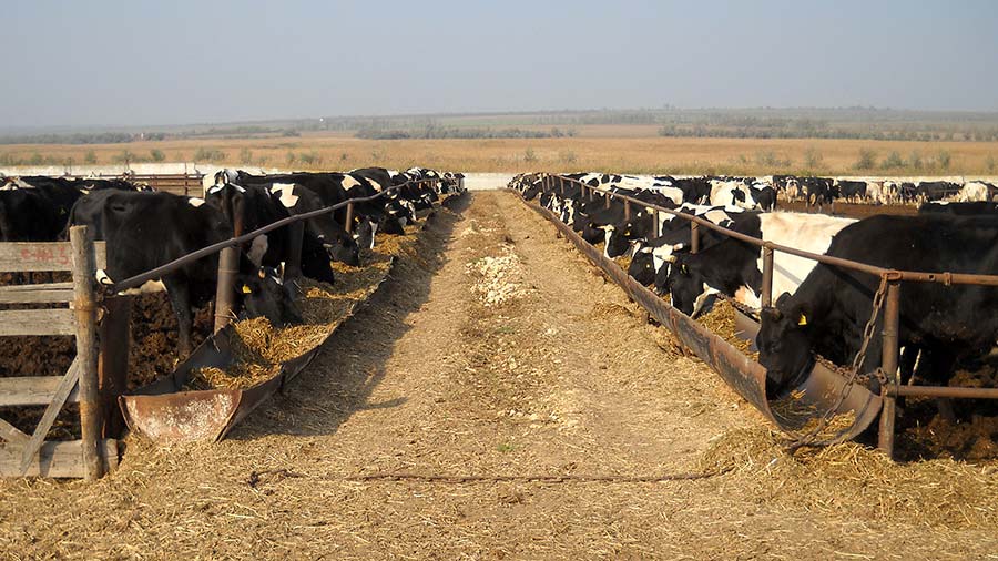 The dairy farm before the Russian occupation