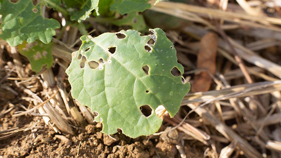 Oilseed rape leaves with flea beetle damage