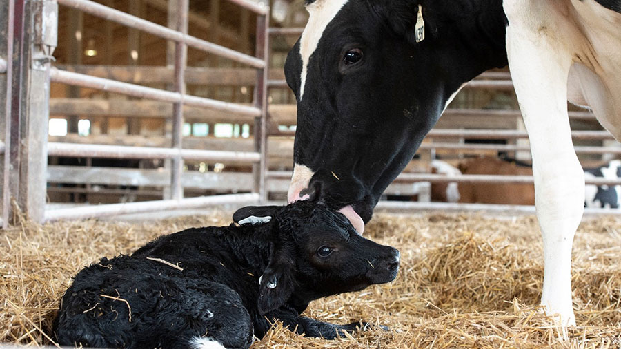 Newly born calf