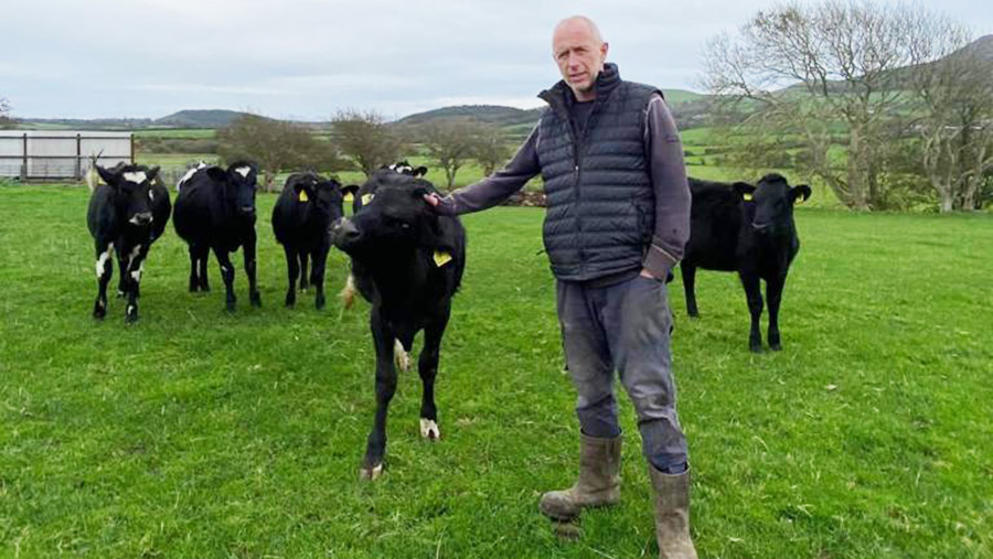 Gruff Williams with cows